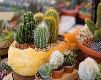 seeds succulents mix G Sukkulenten 20 Samen der Oreocereus Mischung seeds succulents mix G Sukkulenten 20 Samen der Oreocereus Mischung