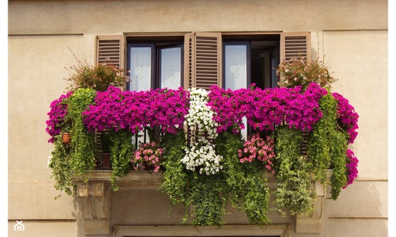 GMO free 200 seeds Climbing Petunia Mixed Colors GMO free 200 seeds Climbing Petunia Mixed Colors