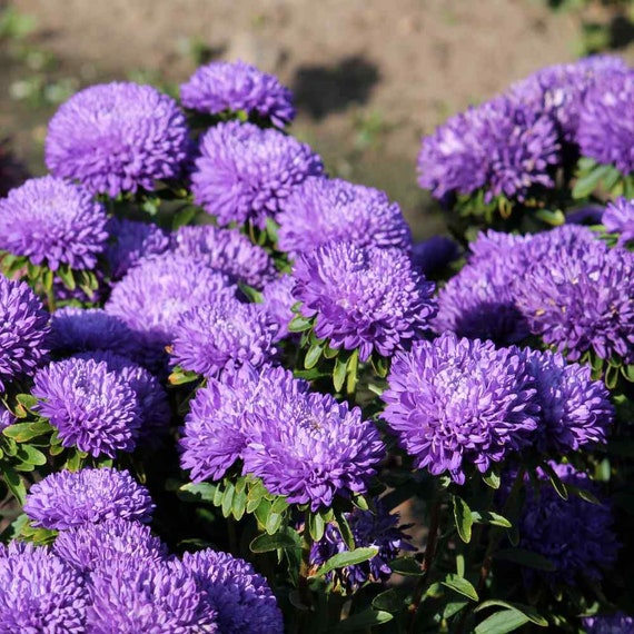 Chinese Aster Peony Blue White Non GMO 200 Seeds