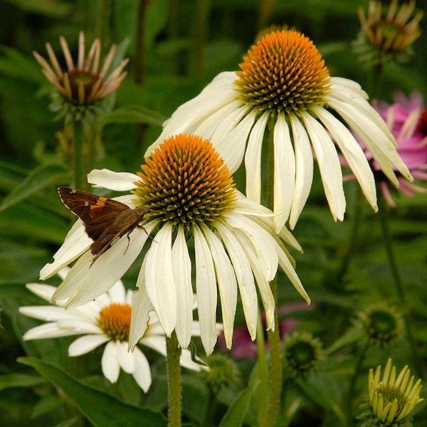 Coneflower White Swan - 100 Graines - Sans OGM