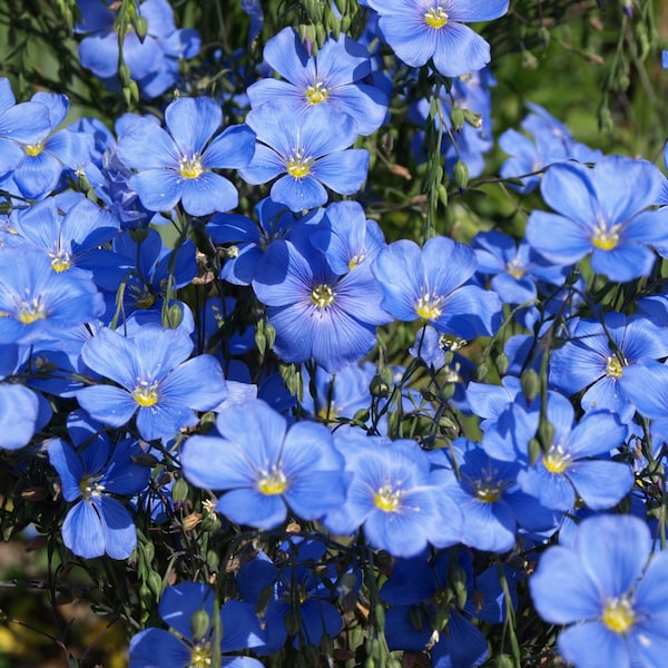 Perennial Flax/Blue Flax Flowers/Linum Perenne - 100 Seeds - GMO free