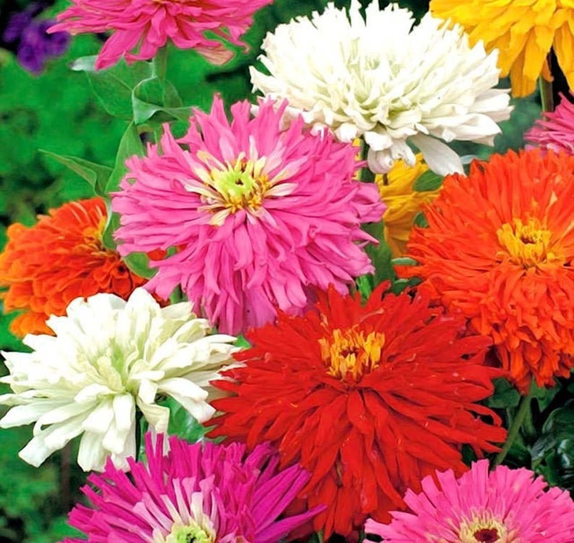 Zinnia Chrysanthemum Mix Colors 50 Seeds GMO free Etsy