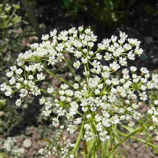 Anís/Pimpinella anisum - 100 Semillas - No OGM