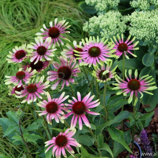 Coneflower Green Twister - 50 Seeds - GMO free