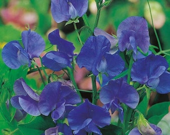 15 Seeds Royal Navy Blue- Sweet Pea Lathyrus Odoratus 