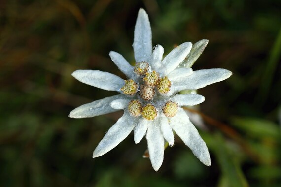 Alpine Edelweiss 50 Seeds Gmo Free Etsy Denmark