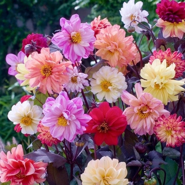 Dahlia variabils Diablo Mélange de couleurs - 100 Graines - Sans OGM