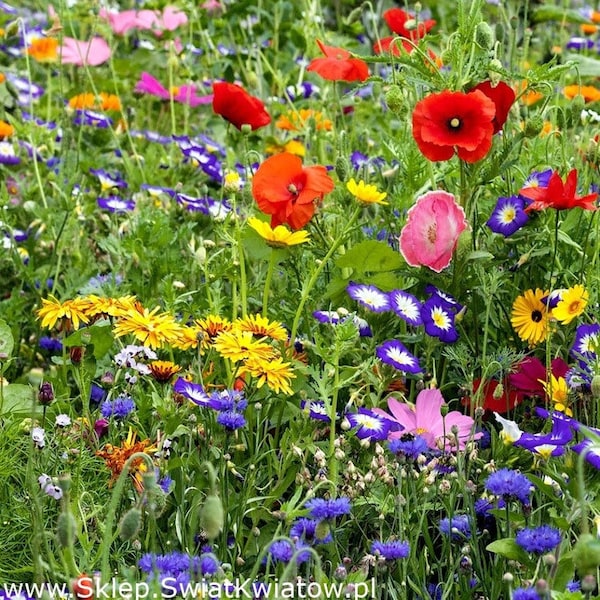 Wilde Wiesenblumen - 40 Samen - GMO frei