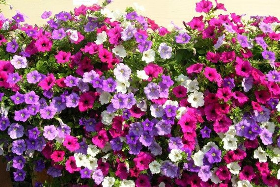 GMO free 200 seeds Climbing Petunia Mixed Colors GMO free 200 seeds Climbing Petunia Mixed Colors