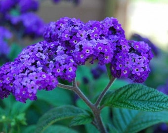 Fragrant Garden Heliotrope Flowers/Heliotropium Arborescens - 100 Semillas - Sin OMG