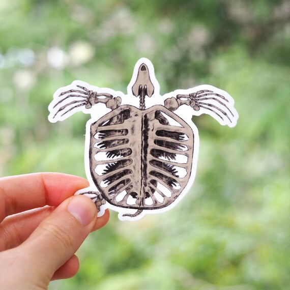 Archelon Fossil Sticker Etsy