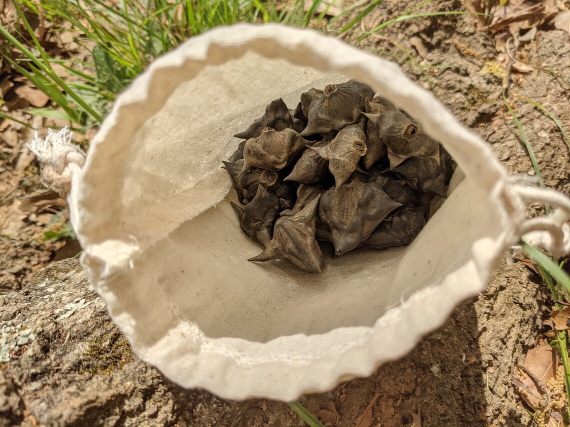 Pouch of Bat Nuts Water chestnut seed pod Trapa Natans Etsy