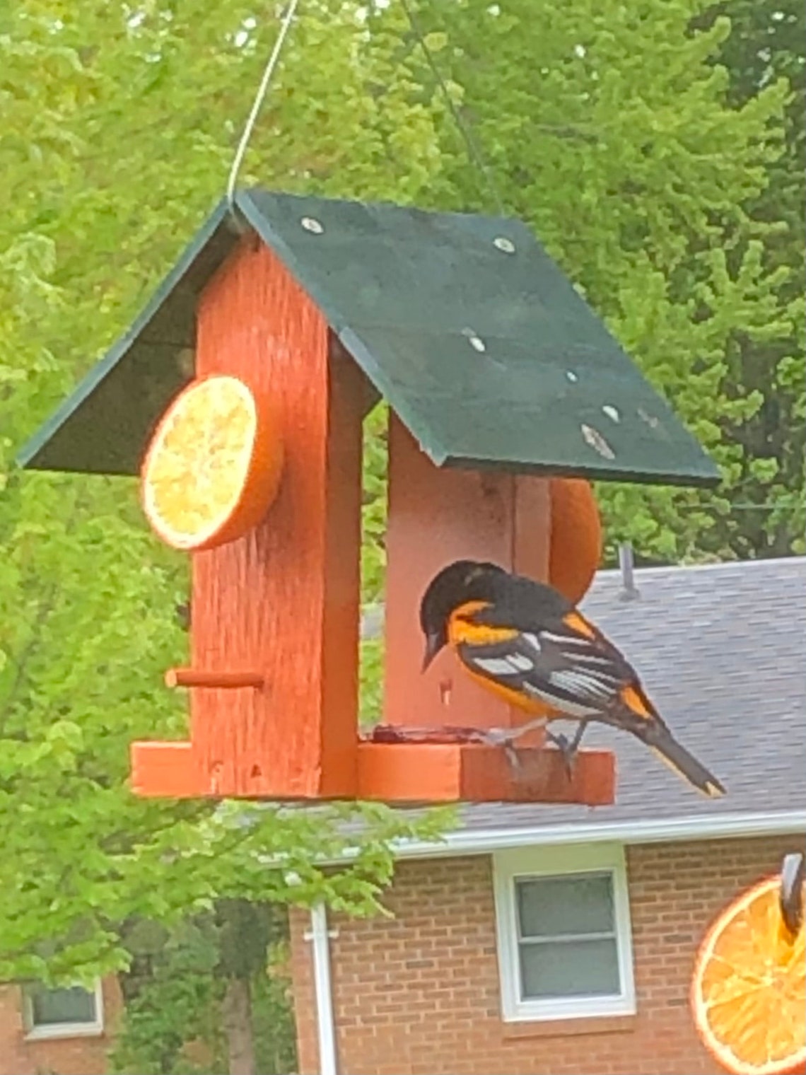 Oriole Bird Feeders Etsy
