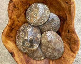 Fossilized Coral Palm Stones (You Choose)