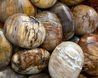 Pretty Petrified Wood Palm Stones