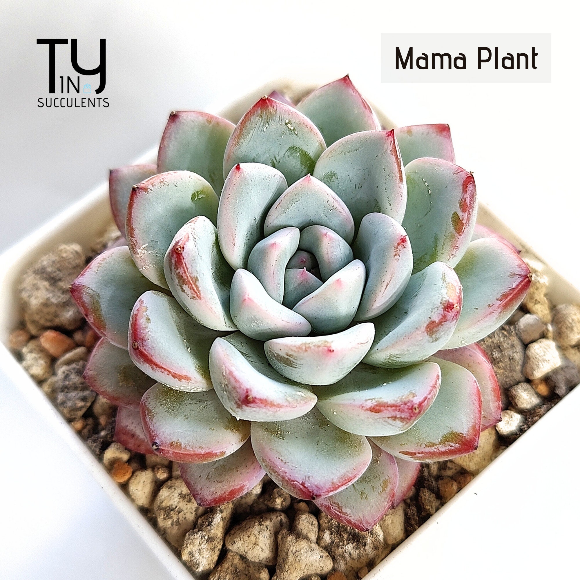 20.多肉植物 エケベリア 韓国苗 名無し 【公式通販】