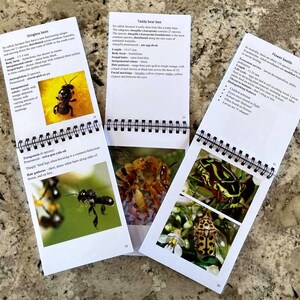 Bees & other beneficial insects: a pocket-book guide image 5