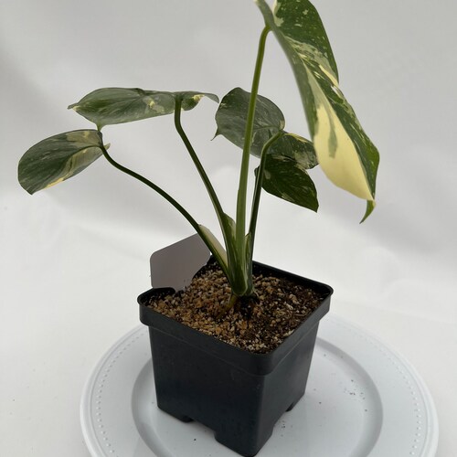 Thai shops Constellation Monstera ThaiCon-10-1010
