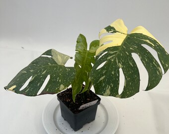 Thai Constellation Monstera #THAI-04-4002