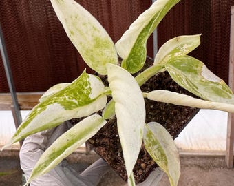 Philodendron Jose Buono  Rare Variegated Aroid  Grower's Choice - Etsy