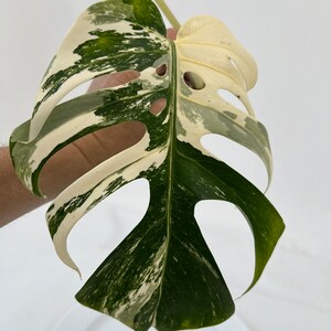 Monstera Borsigiana Albo Cutting CUT-ALBOM-A-902 image 1