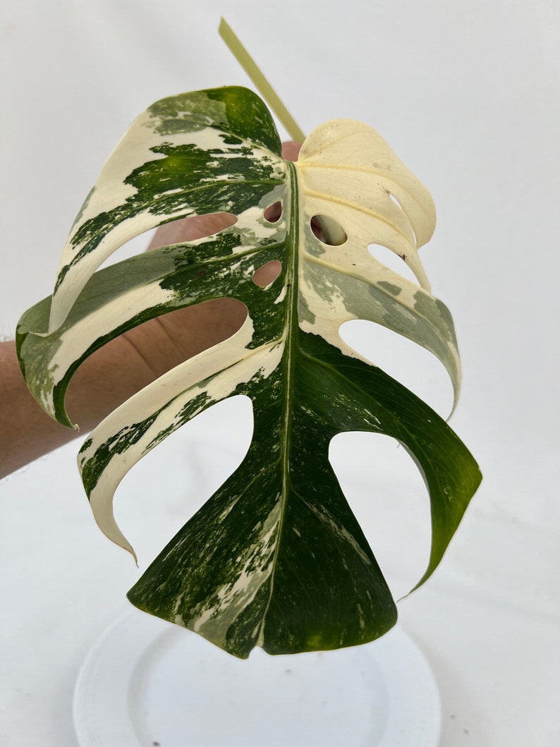 Monstera Borsigiana Albo Cutting CUT-ALBOM-A-902 image 1