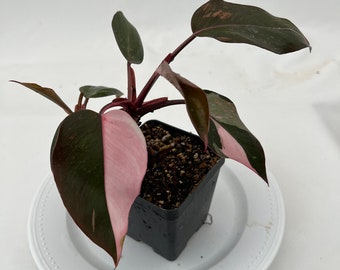 Philodendron Pink Princess Marble Sellers choice