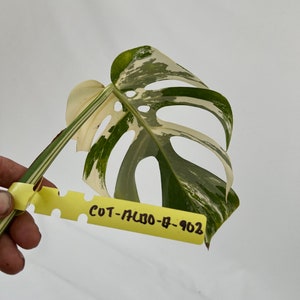 Monstera Borsigiana Albo Cutting CUT-ALBOM-A-902 image 2