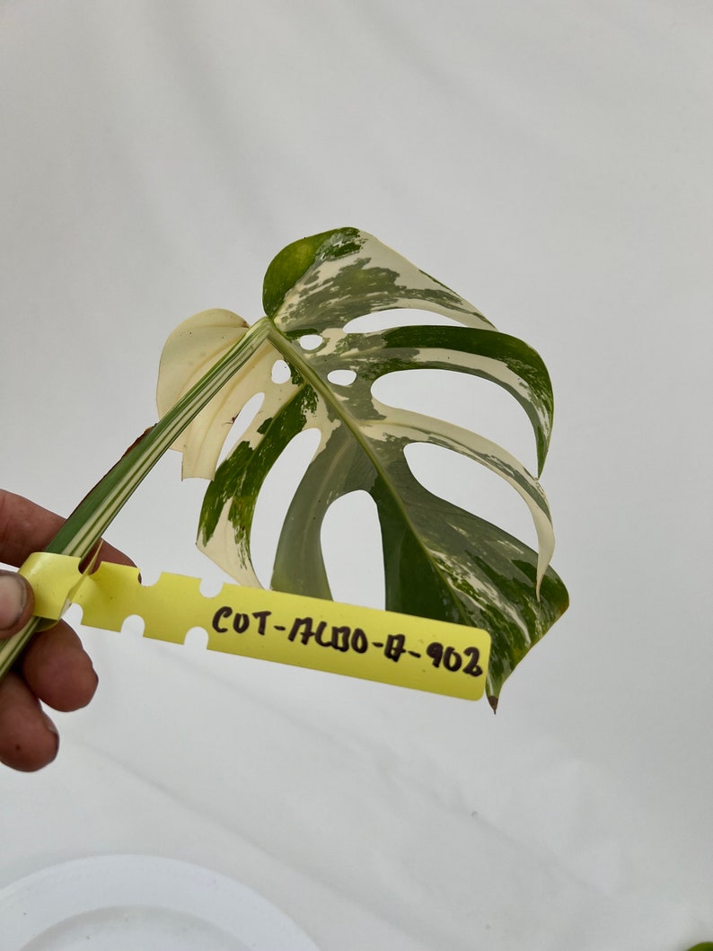 Monstera Borsigiana Albo Cutting CUT-ALBOM-A-902 image 2