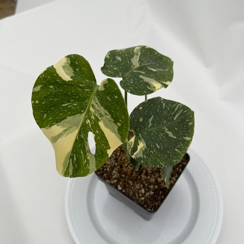 Thai shops Constellation Monstera ThaiCon-10-1010