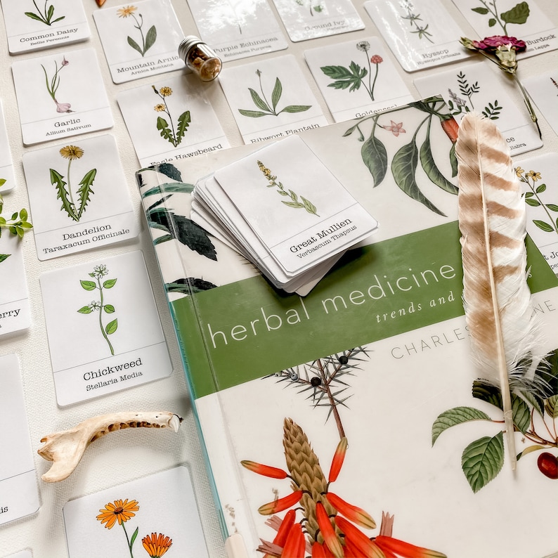Kids Plant Identification Flashcards Printable Digital File - Etsy