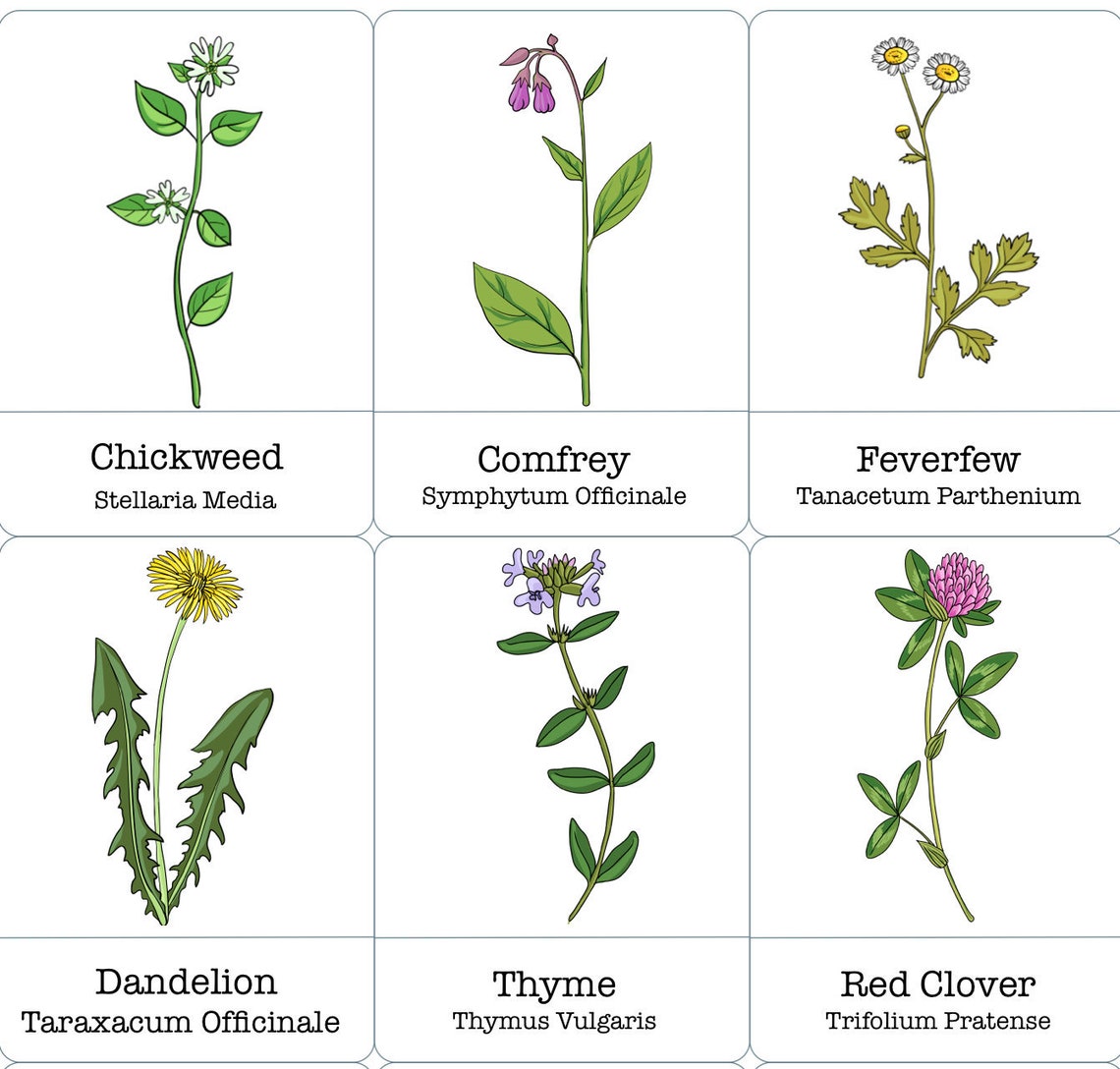 60-useful-plant-flashcards-herbalism-for-kids-etsy
