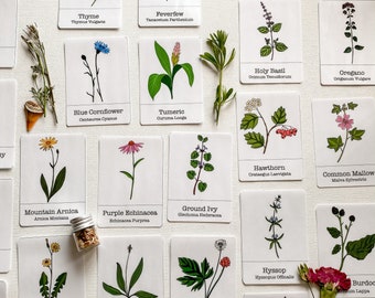 Kids Plant Identification Flashcards - Printable - Digital File