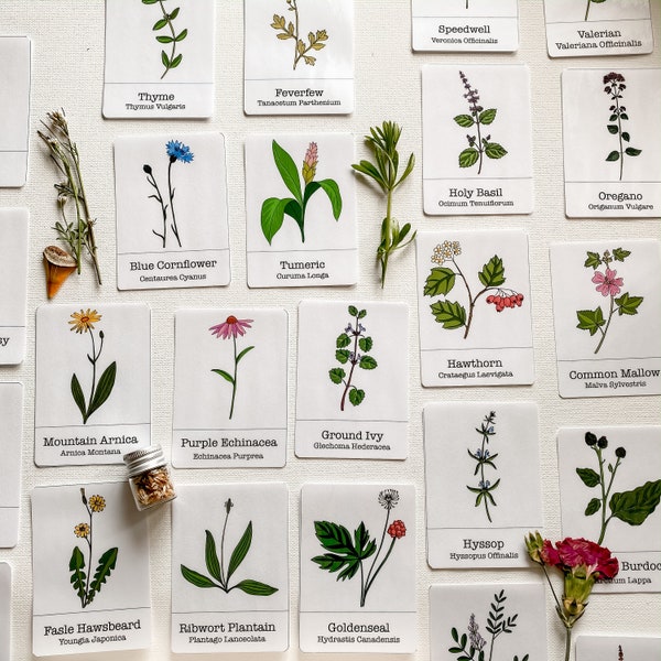 Kids Plant Identification Flashcards - Printable - Digital File