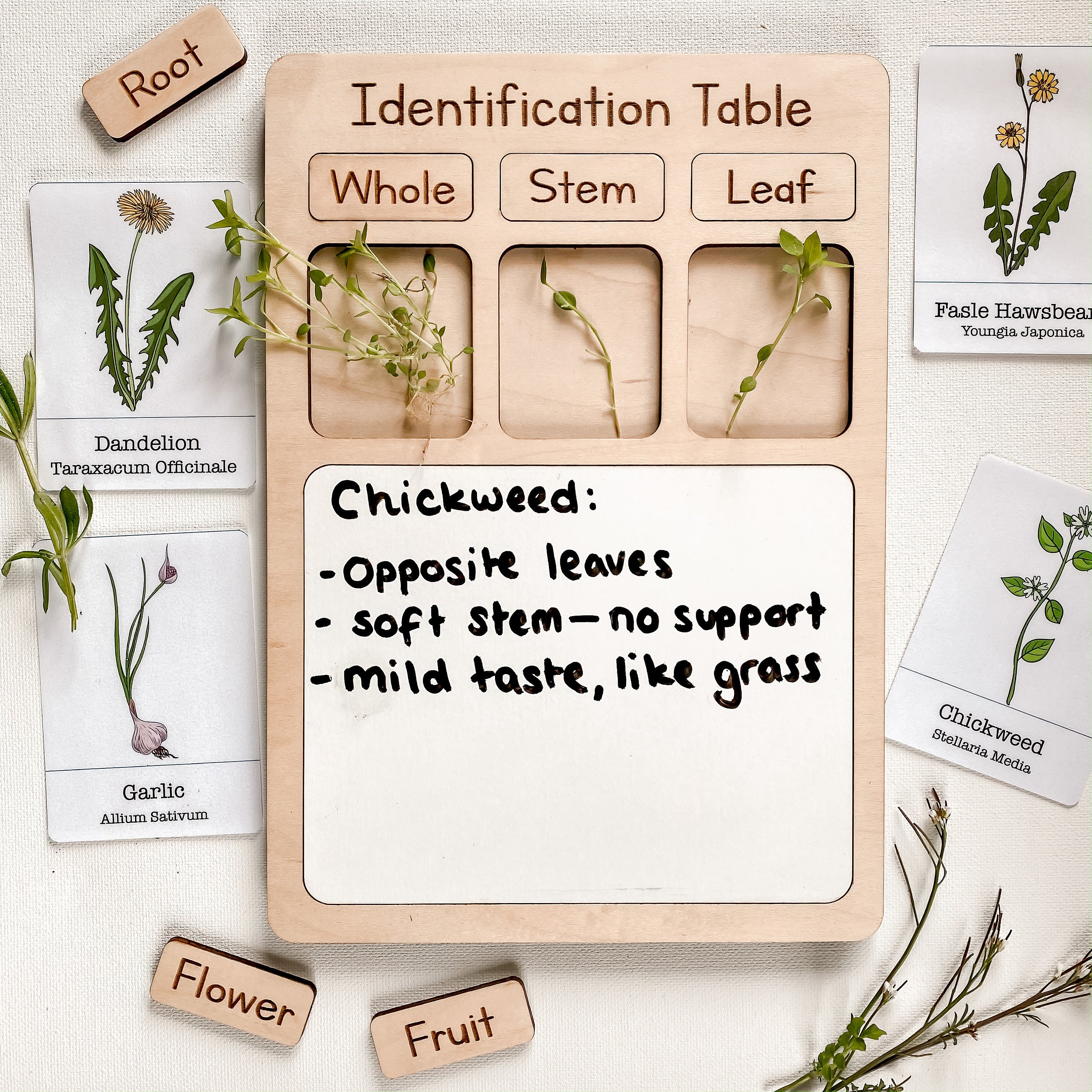 Kids Plant Identification Flashcards Printable Digital File - Etsy