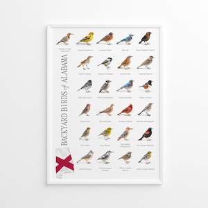 Póster de AVES DE PATIO TRASERO de ALABAMA, material educativo imprimible (PDF)