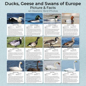 May include: A poster titled "Ducks, Geese and Swans of Europe" with "Picture & Facts" and "40 Realistic Bird Photos" displayed. The poster features 12 bird photos, each with a species name and facts. The birds include ducks, geese, and swans.