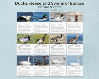 European Ducks, Geese, Swans Bird Flashcards (40 Realistic Photos)