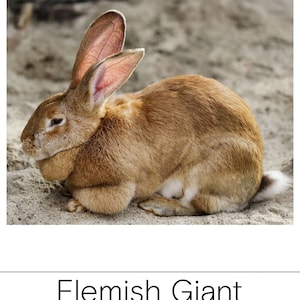 Rabbit Breeds Montessori Cards: Educational Flash Cards (printable PDF ...