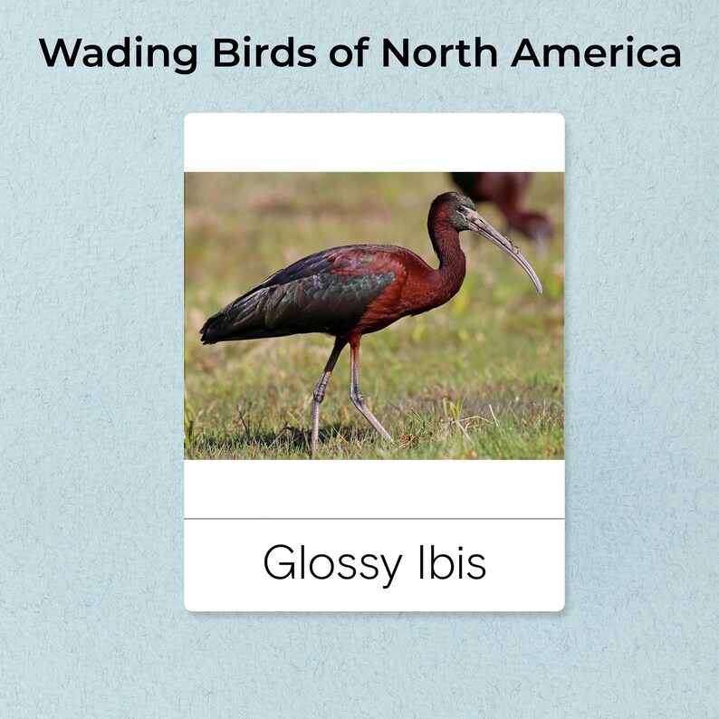 Ibis Flash Card.pdf North American Wading Birds Flashcards – Montessori Nature Study (PDF ...
