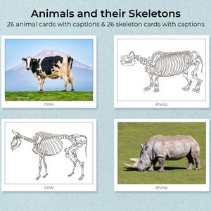 Animali e i loro scheletri, Flash Cards, Montessori Cards, Download digitale, Stampa digitale