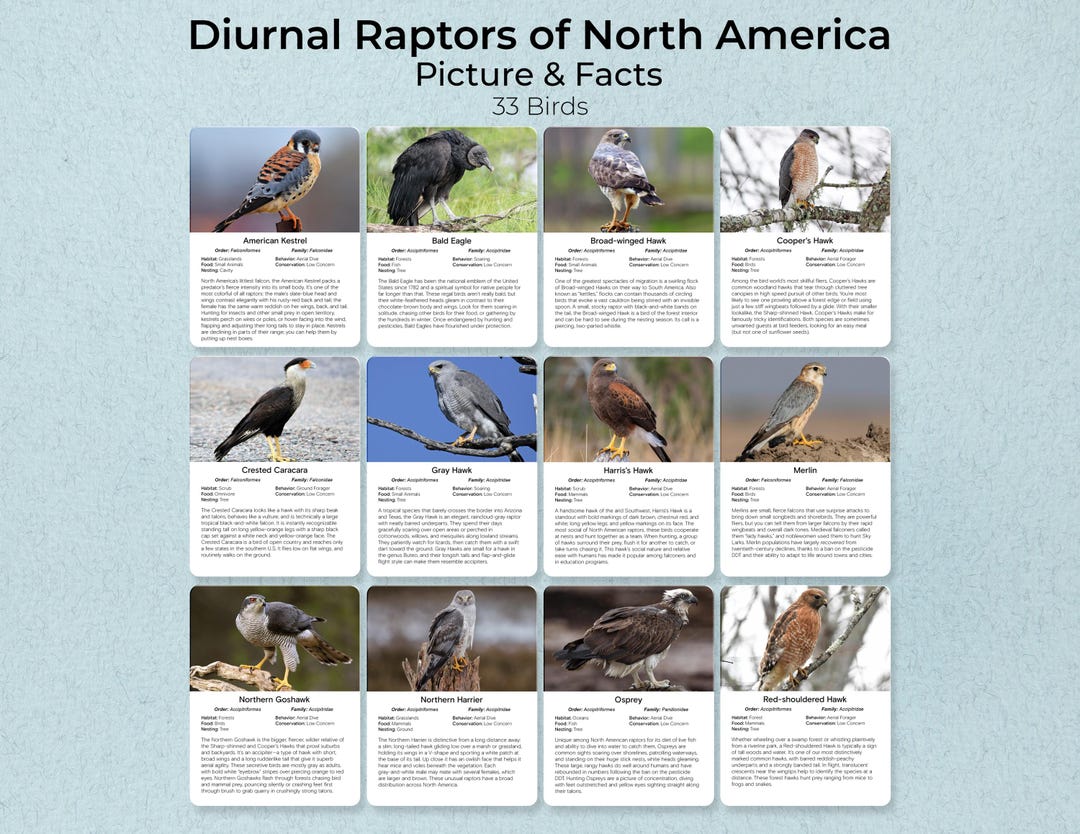 American Raptor Birds of Prey Flash Cards, North American Raptors, Hawks Eagles Falcons ...