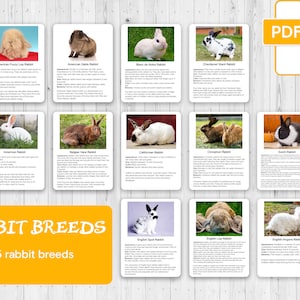 RACES DE LAPINS, Cartes Montessori en 3 parties et fiches d'information, Cartes Montessori, Cartes flash, Cartes de nomenclature, Matériel pédagogique, Imprimable, PDF