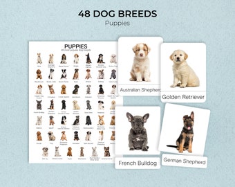 Popular Breeds Of Horses Wall Art Chart Poster Paper Laminated In Various Sizes | UK - Foto 8