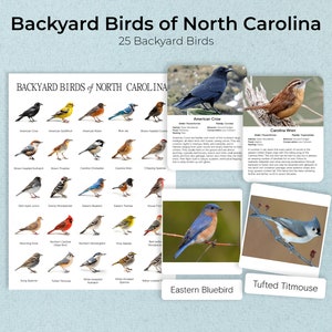 BACKYARD Birds of NORTH CAROLINA + Poster, Daten & Bild, Montessori Karten, Karteikarten, Dreiteilige Karten, Nomenklaturkarten, Pdf