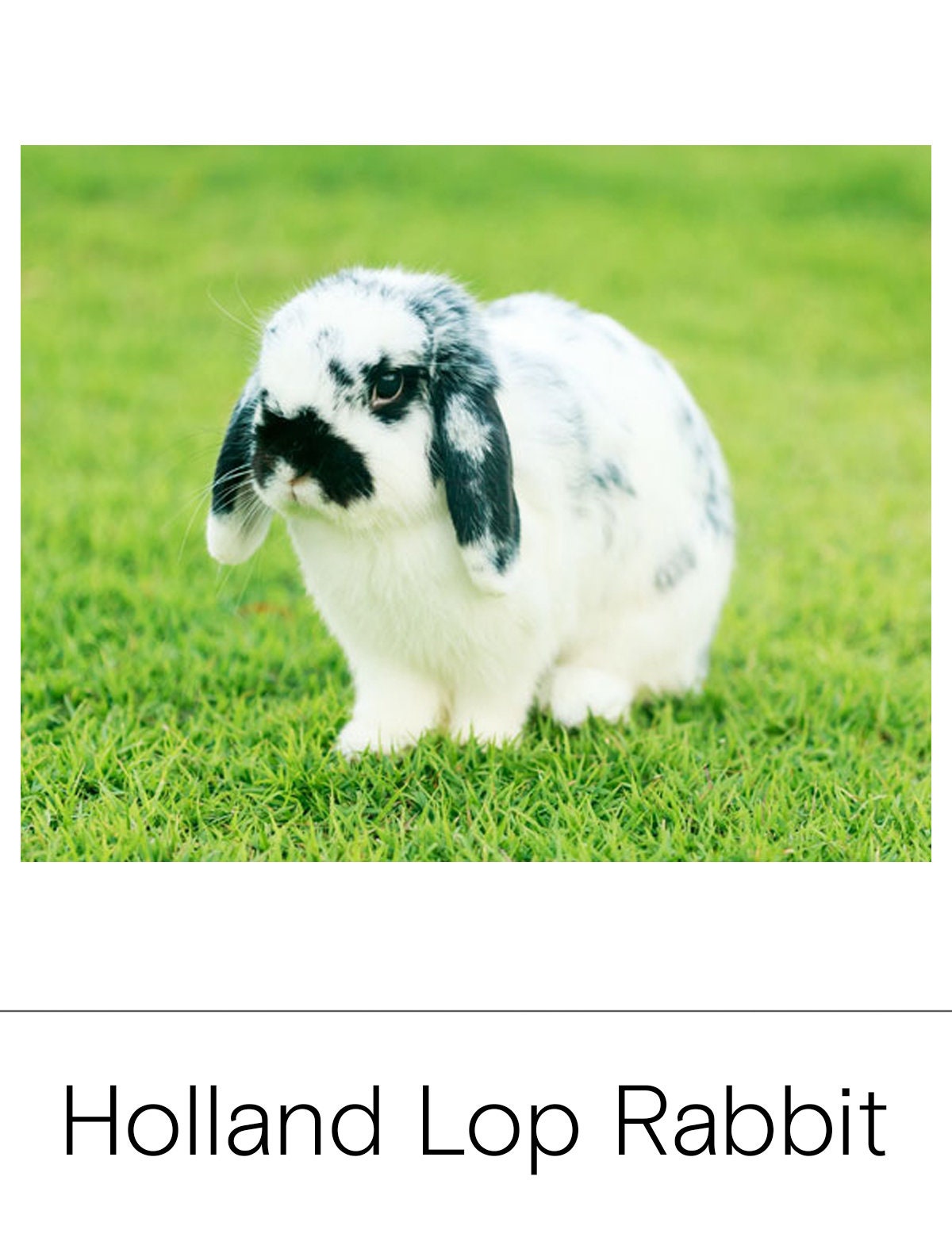 RABBIT BREEDS, Montessori 3 Part Cards and Fact Cards, Montessori Cards ...