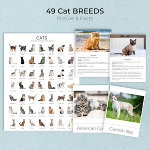 CAT BREEDS + Poster, Facts & Picture, Montessori Cards, Flash Cards, Three Part Cards, Nomenclature Cards, Educational Material, Printable