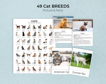 Cat Breeds Montessori Three Part Cards: Facts & Picture + Poster (Printable PDF)