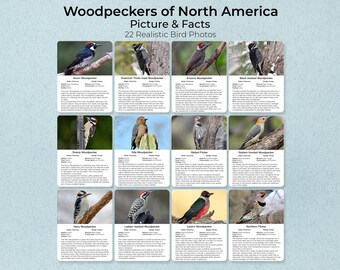 North American Woodpeckers Photo Fact Cards, 22 Birds, Montessori (PDF)
