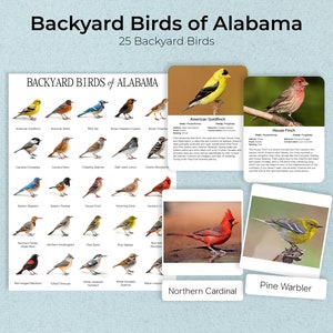 AVES DE PATIO TRASERO DE ALABAMA + Póster, Datos e imagen, Tarjetas Montessori, Tarjetas didácticas, Tarjetas de tres partes, Tarjetas de nomenclatura, Material educativo